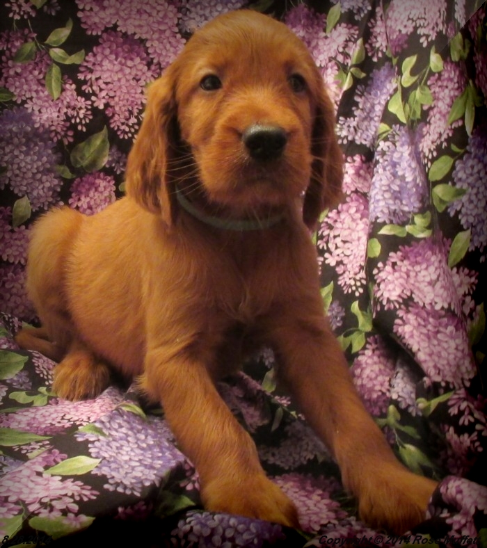 Chloe''s Puppies