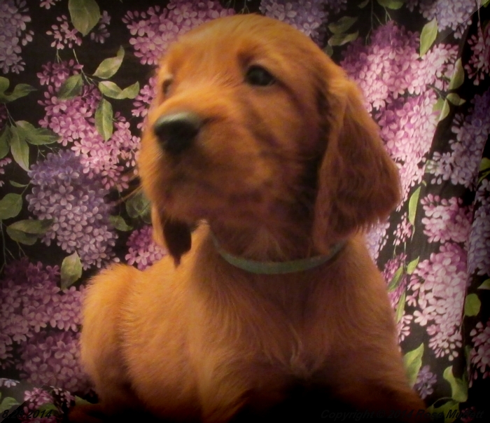 Chloe''s Puppies
