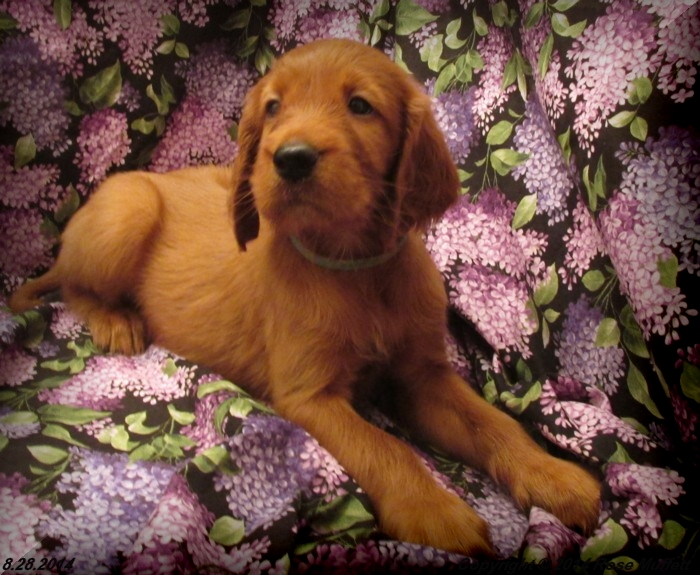 Chloe''s Puppies