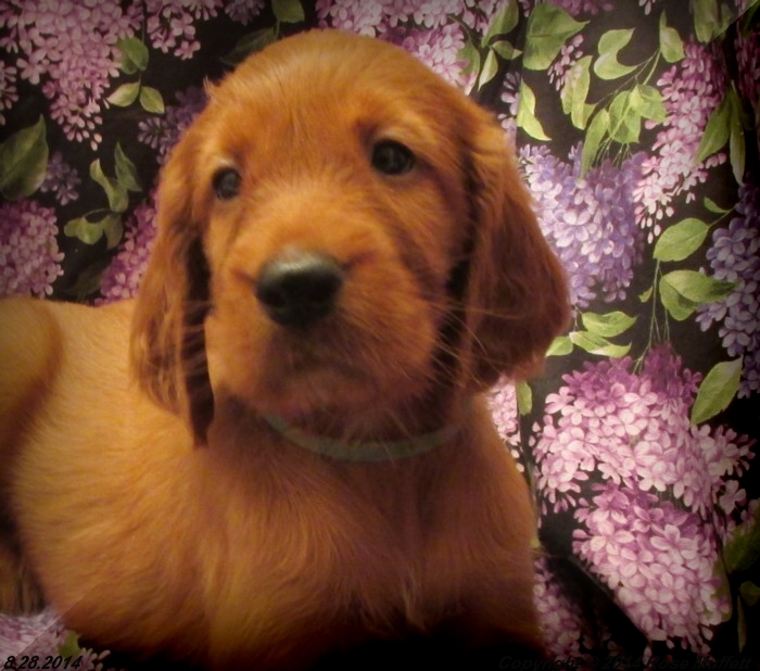 Chloe''s Puppies