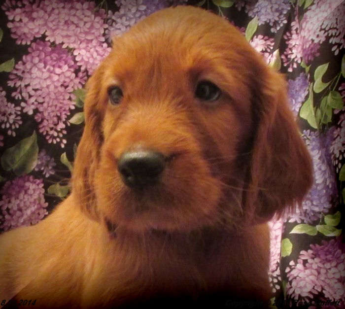 Chloe''s Puppies