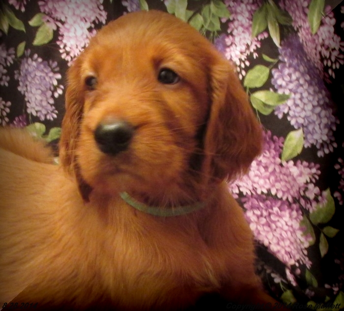 Chloe''s Puppies
