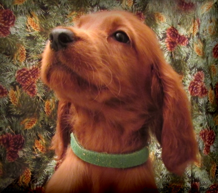 Chloe''s Puppies