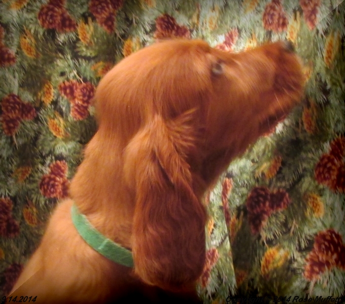 Chloe''s Puppies