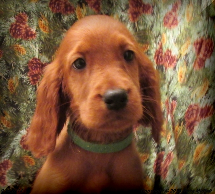 Chloe''s Puppies