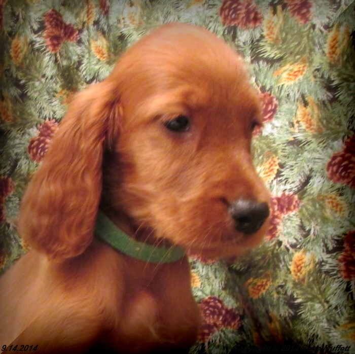Chloe''s Puppies