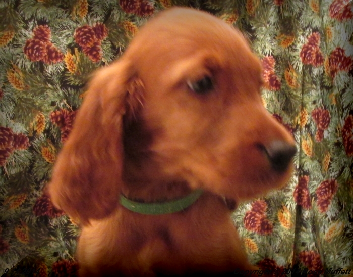 Chloe''s Puppies