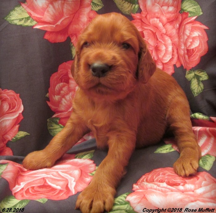Chloe''s Puppies