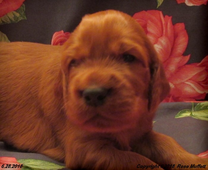 Chloe''s Puppies