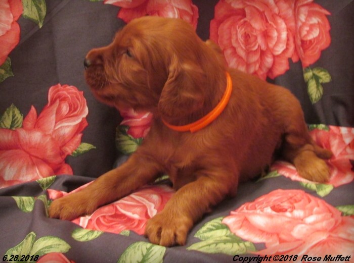 Chloe''s Puppies