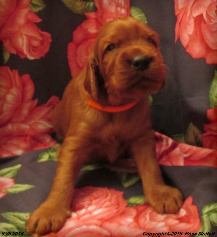 Chloe''s Puppies