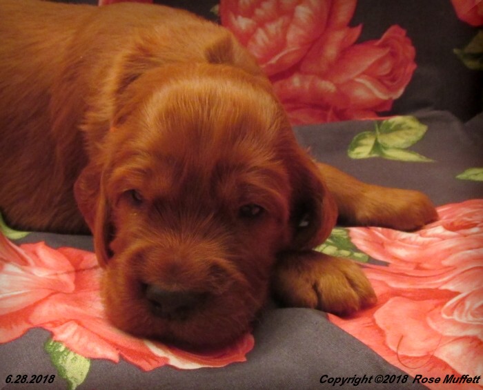 Chloe''s Puppies
