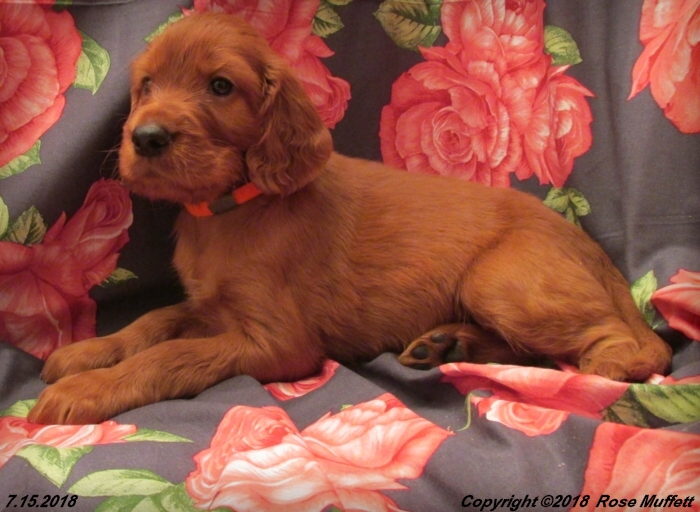 Chloe''s Puppies