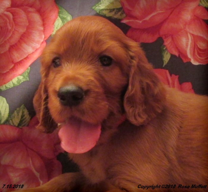 Chloe''s Puppies