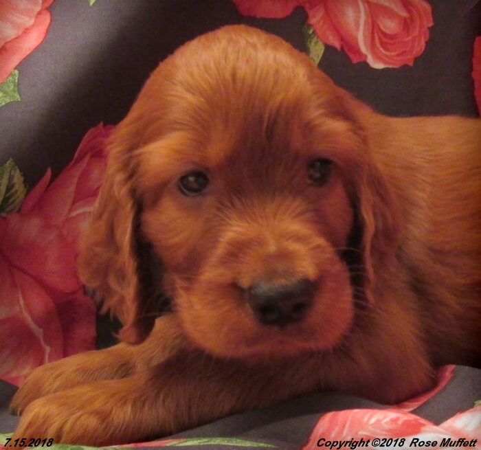 Chloe''s Puppies