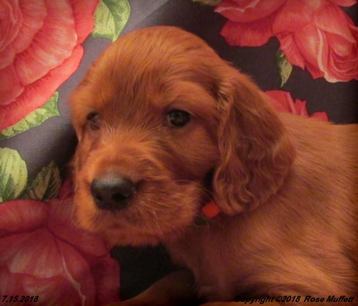 Chloe''s Puppies