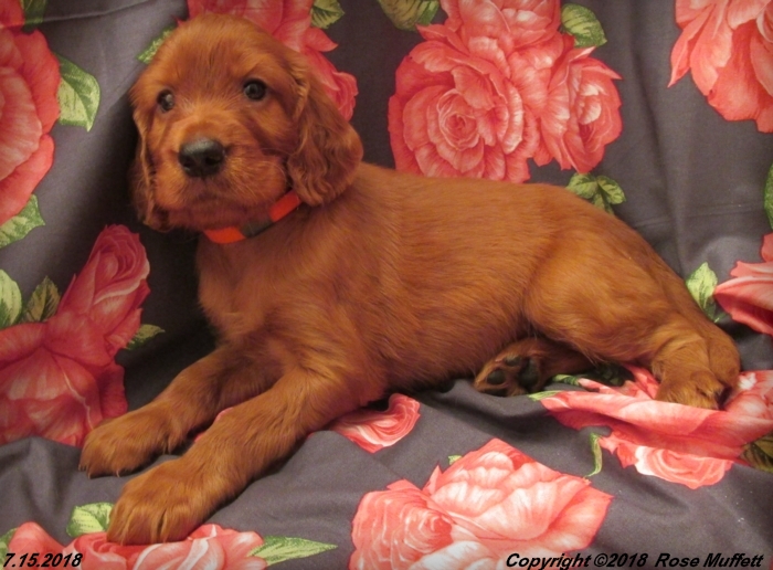 Chloe''s Puppies