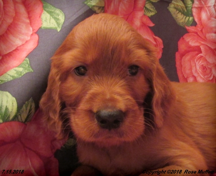 Chloe''s Puppies