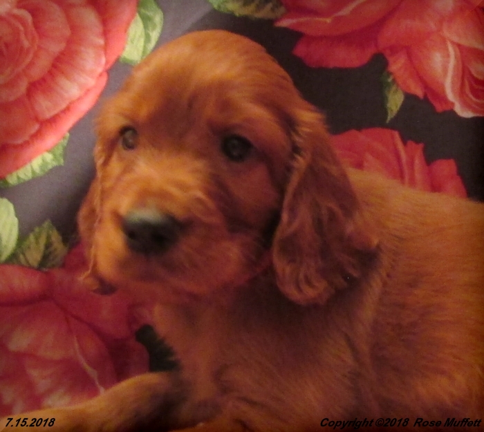 Chloe''s Puppies