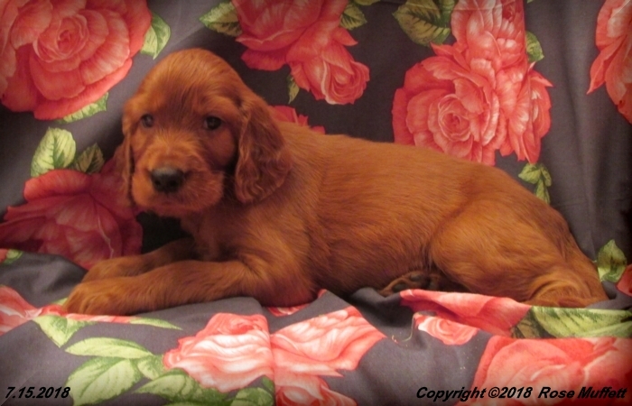 Chloe''s Puppies