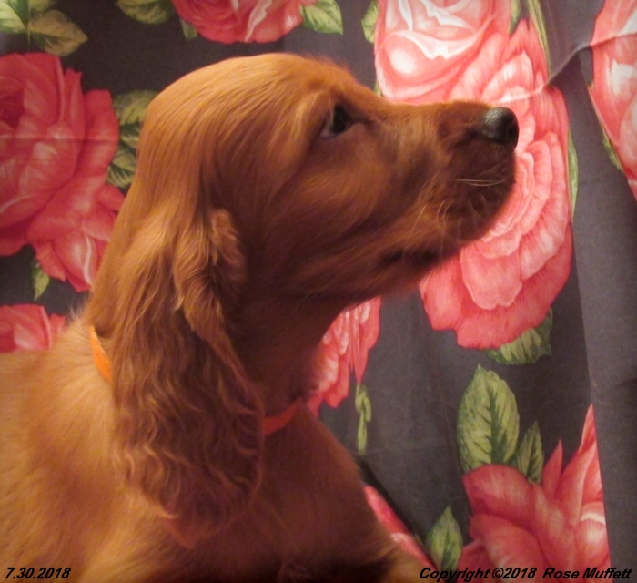 Chloe''s Puppies