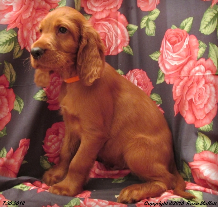 Chloe''s Puppies