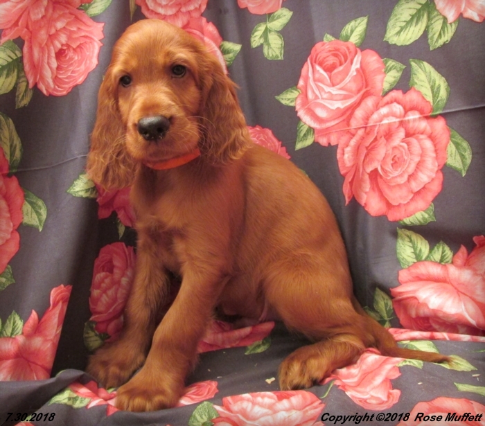 Chloe''s Puppies