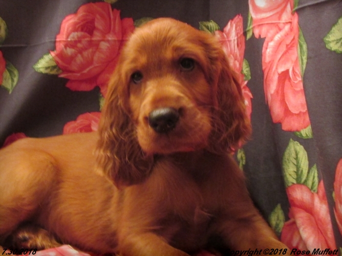 Chloe''s Puppies