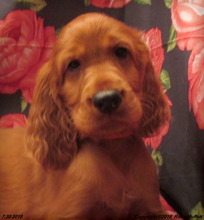 Chloe''s Puppies