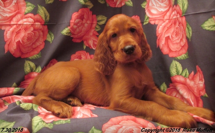 Chloe''s Puppies