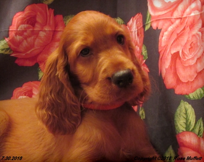 Chloe''s Puppies
