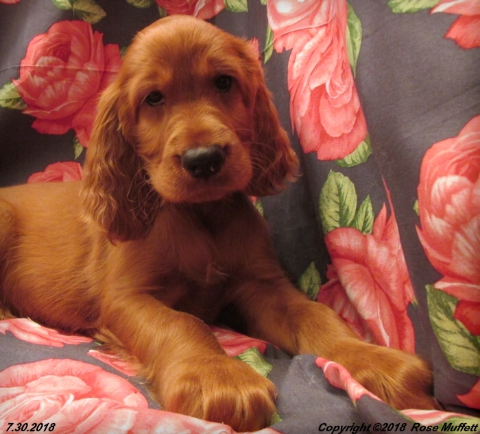 Chloe''s Puppies