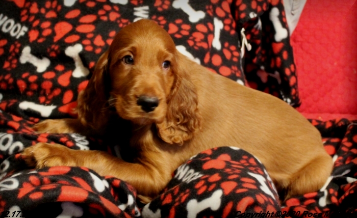 Diana's Puppies