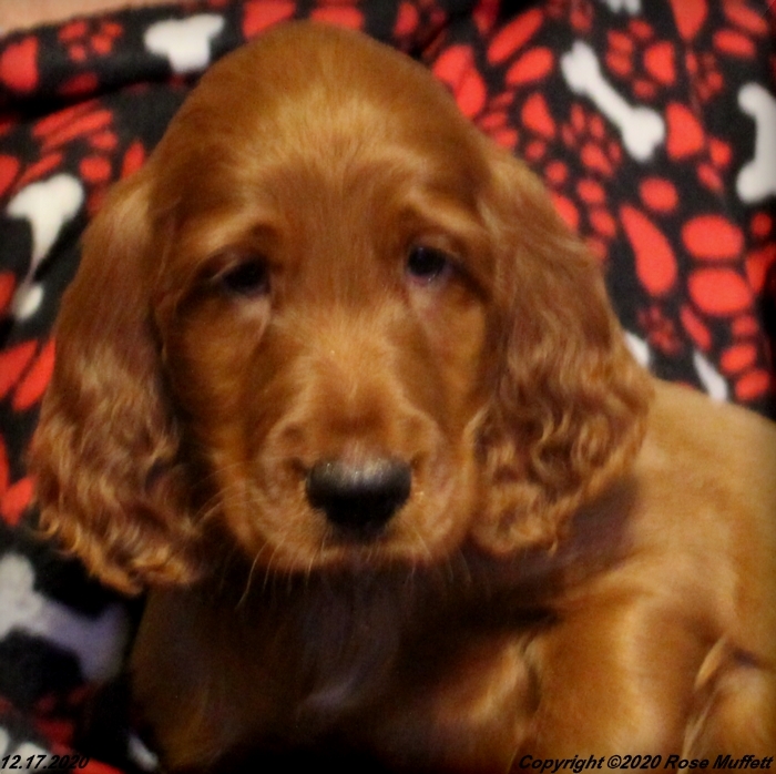 Diana's Puppies