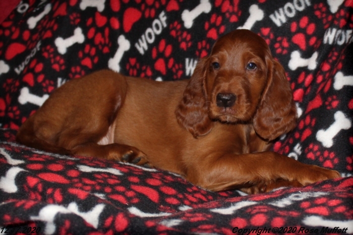 Diana's Puppies
