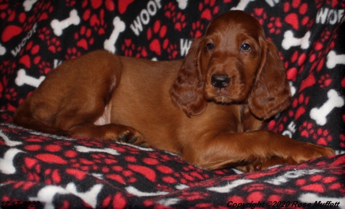 Diana's Puppies