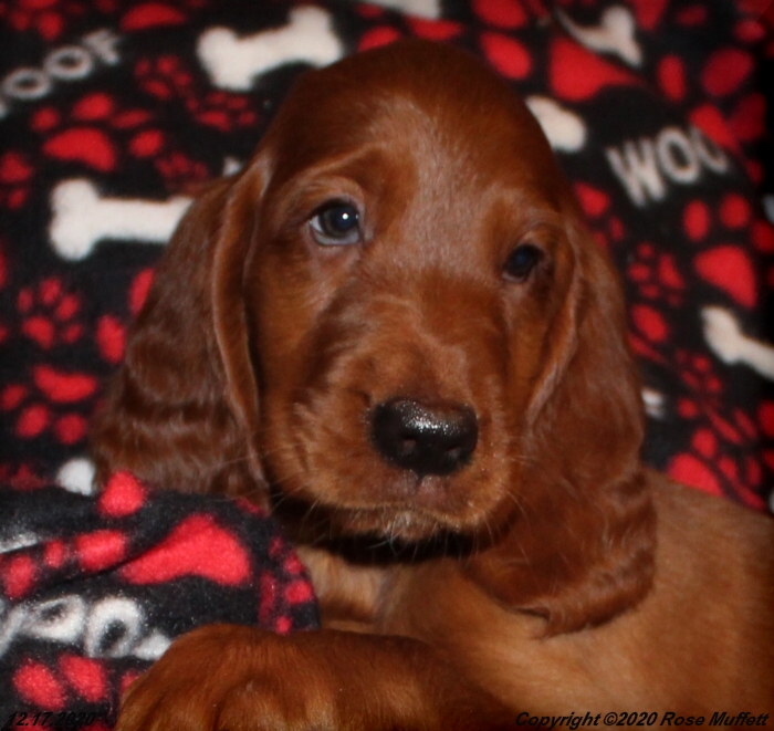 Diana's Puppies
