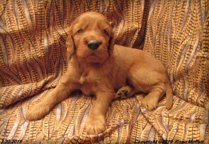 Diana's Puppies