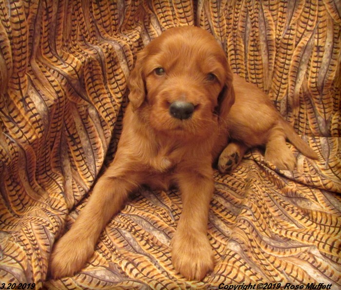 Diana's Puppies