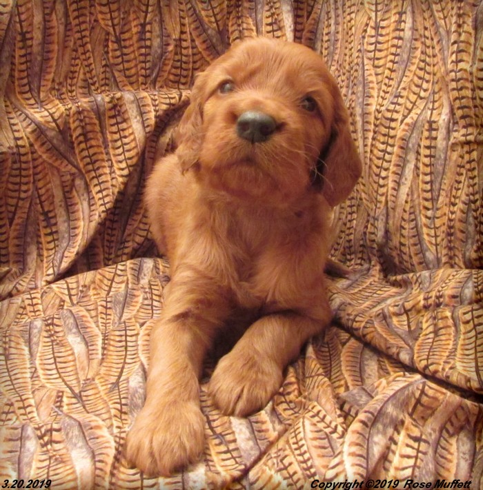 Diana's Puppies