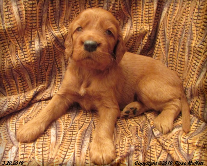 Diana's Puppies