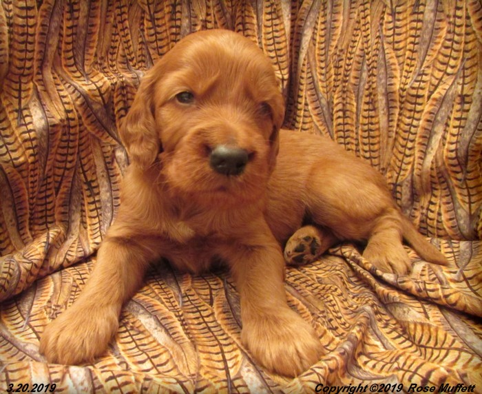 Diana's Puppies
