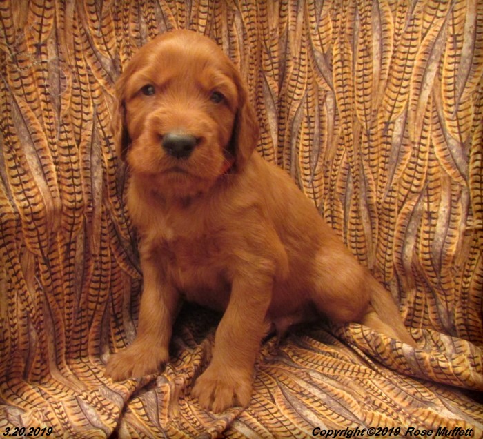 Diana's Puppies