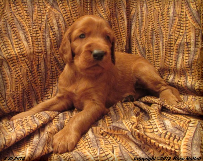 Diana's Puppies