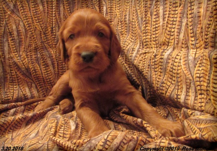 Diana's Puppies