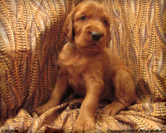 Diana's Puppies