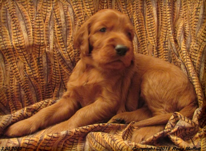 Diana's Puppies