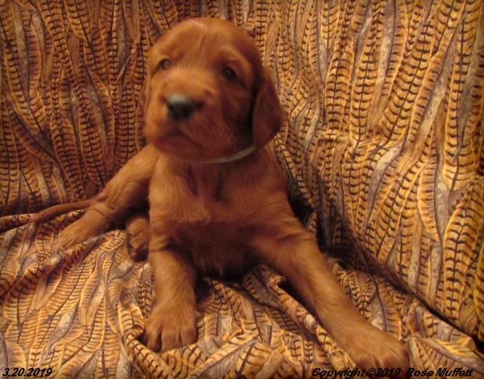 Diana's Puppies