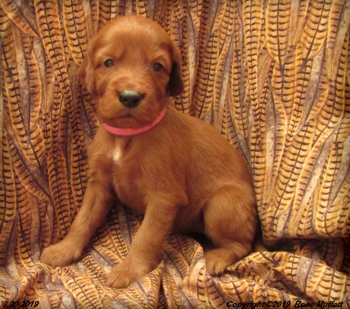 Diana's Puppies