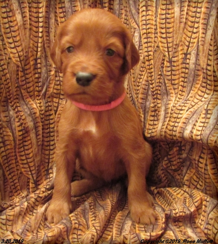Diana's Puppies